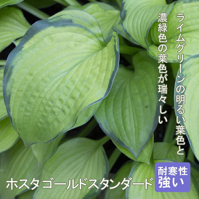 宿根草 苗 ホスタ ゴールドスタンダード 9cmロングポット 日陰 半