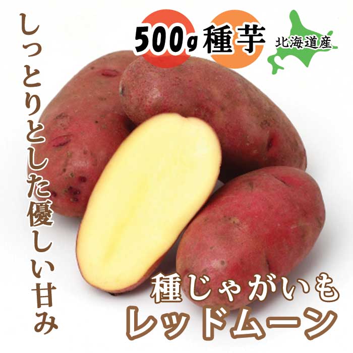 種 じゃがいも レッドムーン 500g 北海道産 芋サイズ：S～2L 種