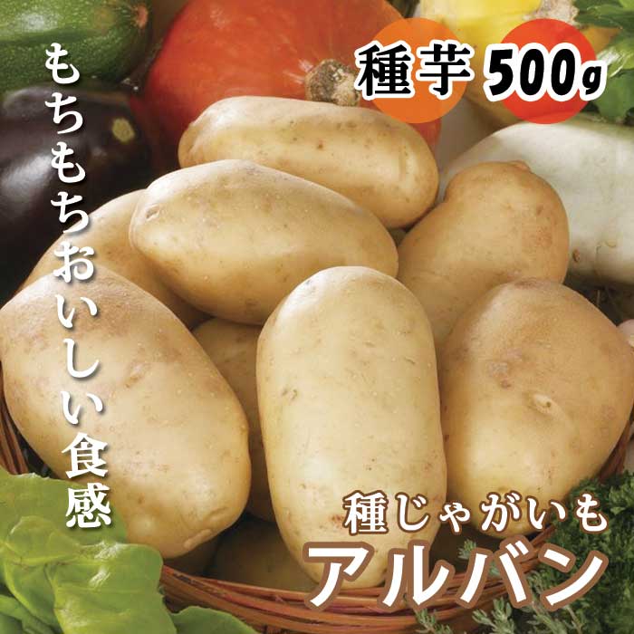 種 じゃがいも アルバン 500g 芋サイズ：S～2L 種 ジャガイモ 種芋