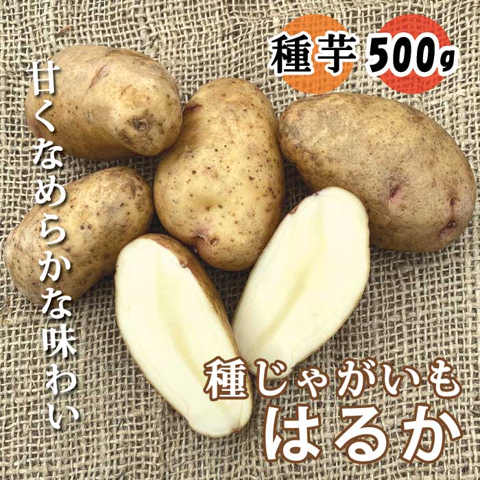 種 じゃがいも はるか 500g 芋サイズ：S～2L 種 ジャガイモ 馬鈴薯
