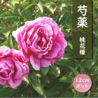 ���� �� 12����ݥå� ���ּ� ���� ���㤯�䤯 ���㥯�䥯 �����ǥ˥� �ץ�󥿡� �ɺ��� �ɺ� ���