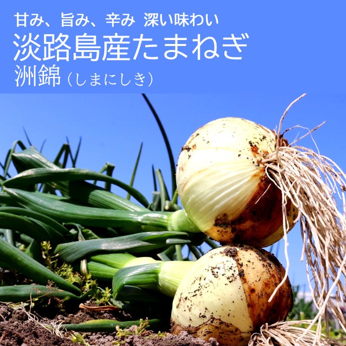 玉ねぎ 淡路島 【青果】5kg 洲錦 （しまにしき） たまねぎ タマネギ