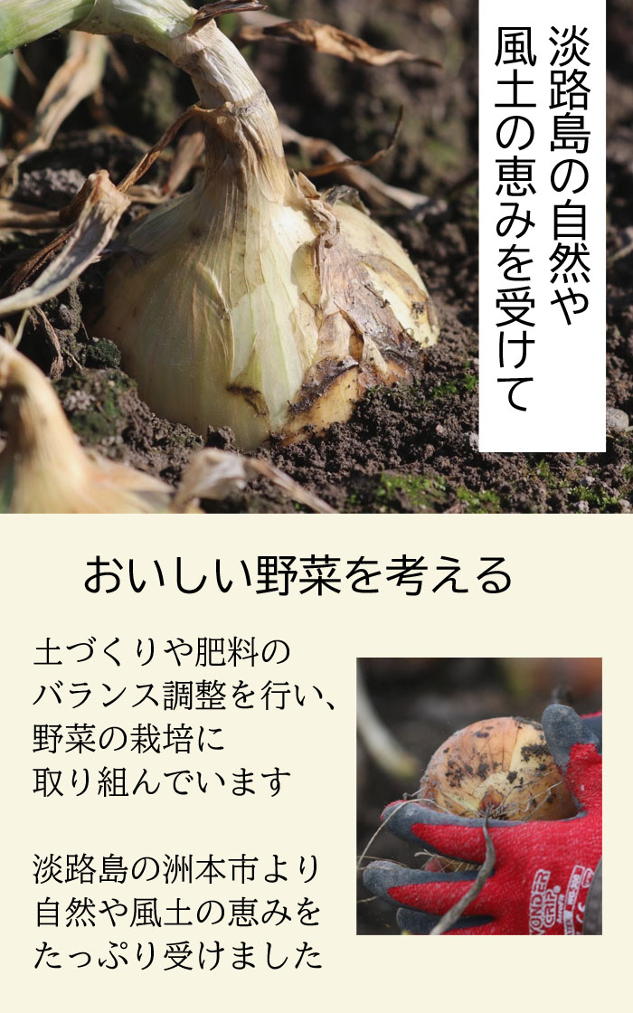 玉ねぎ 淡路島 【青果】5kg 洲錦 （しまにしき） たまねぎ タマネギ