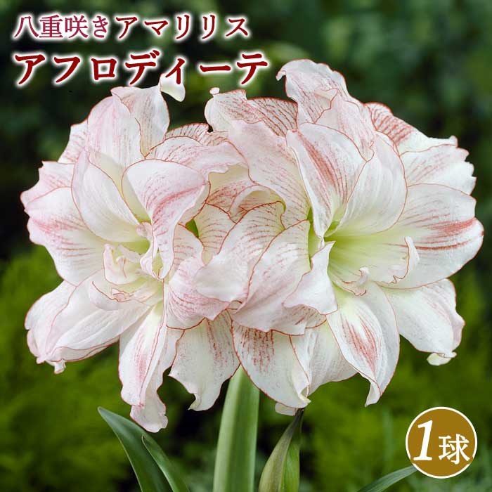 アマリリス 球根 巨大輪 八重咲き 【 アフロディーテ 】1球 鉢植え 地