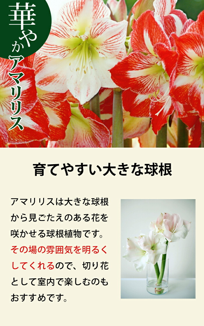 アマリリス 球根 巨大輪 八重咲き 【 レディジェーン 】1球 鉢植え 地