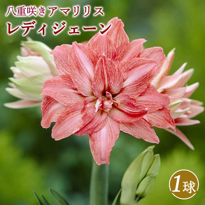 アマリリス 球根 巨大輪 八重咲き 【 レディジェーン 】1球 鉢植え 地