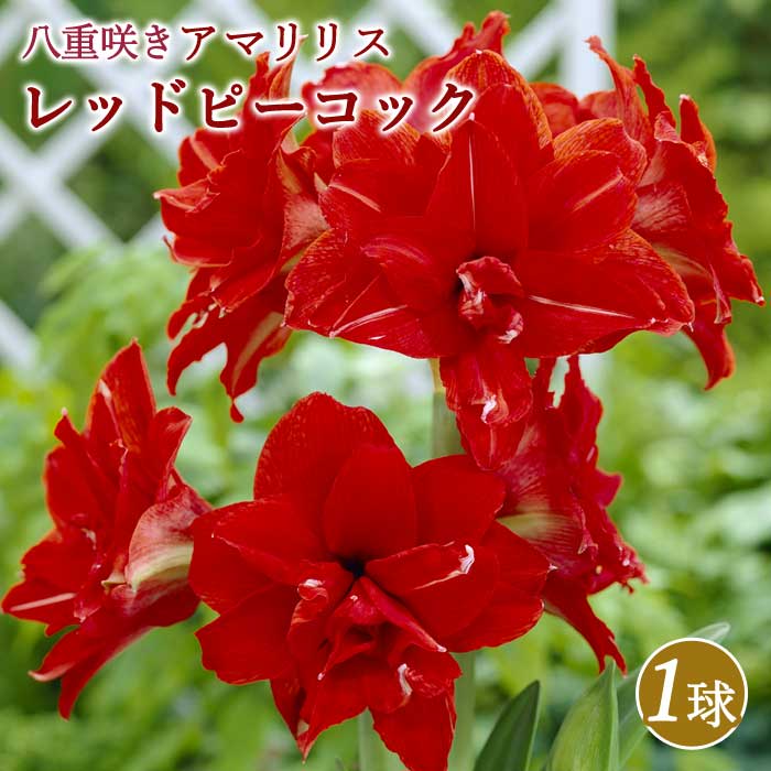 アマリリス 赤 大輪 花 アマリリス球根 大輪(赤・赤白ストライプ）の通販 by かな太朗's shop