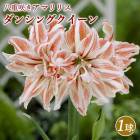 ���ޥ�ꥹ �庬 ������ Ȭ�ź餭 �� ���󥷥󥰥������� ��1�� ȭ���� �Ͽ��� ���� amaryllis �֤�����