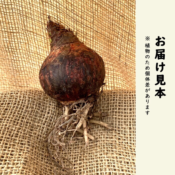 アマリリス　球根 オワライゲイニン アマリリス 球根 巨大輪 八重咲き 【 ダンシングクイーン 】1球 鉢植え