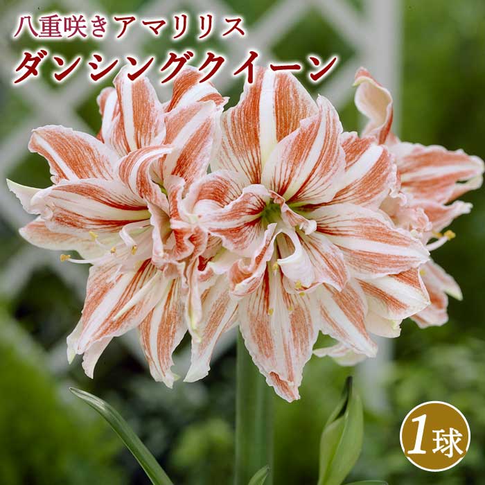 アマリリス 球根 巨大輪 八重咲き 【 ダンシングクイーン 】1球 鉢植え