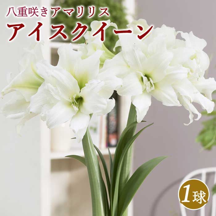 微香.現品】アマリリス球根 八重咲大輪（つぼみ付き）アフレ 射