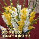 ���饸���饹 �庬 �տ��� �ڥǥ奪���饸���饹�� �������� �� �ۥ磻�� 8���2���4��� �֤�����