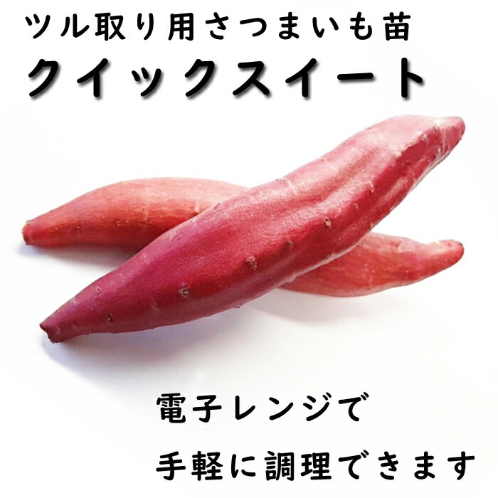 野菜 苗 ツル取り用 さつまいも ポット苗 クイックスイート （登録品種