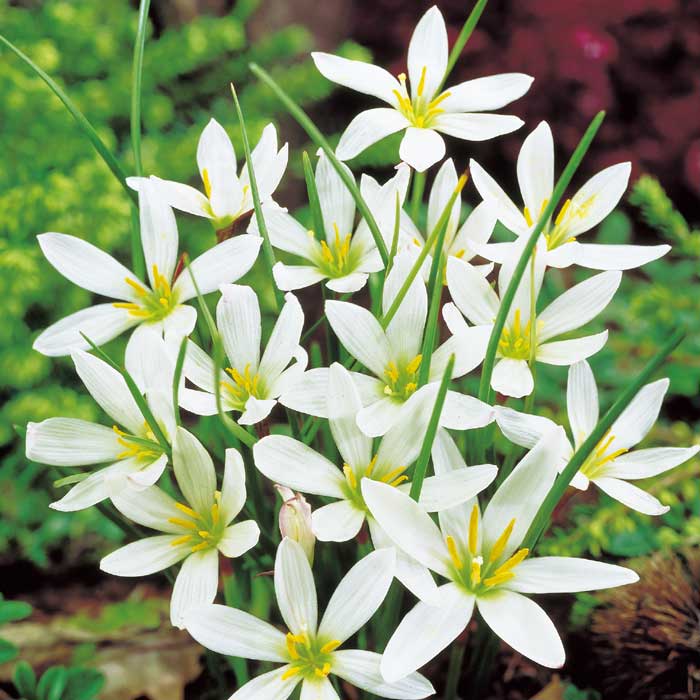 毎年花が咲く【 ゼフィランサス 玉すだれ ( カンジタ )】 球根 10球 春