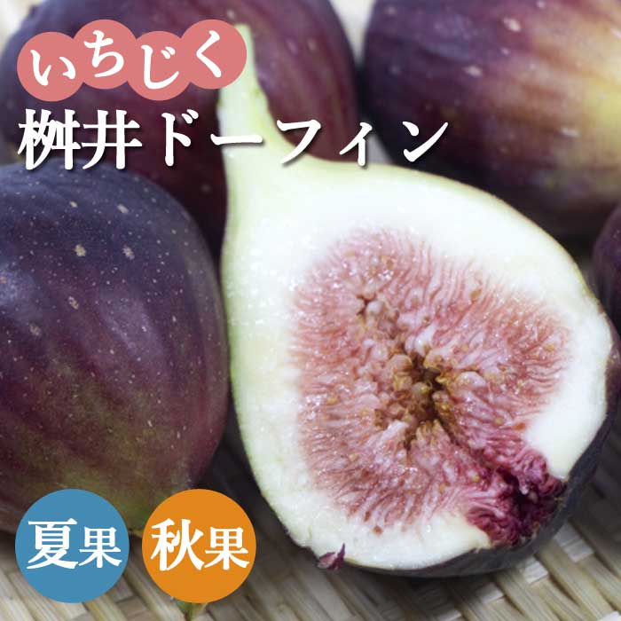 イチジク 苗木 桝井ドーフィン 15cmポット いちじく ますい