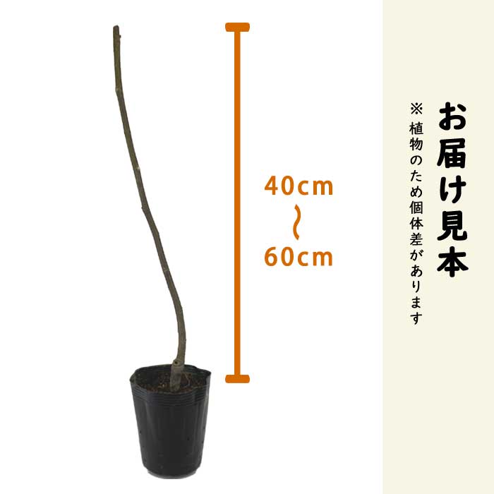 イチジク 苗木 バナーネ 15cmポット いちじく 無花果 果樹 苗