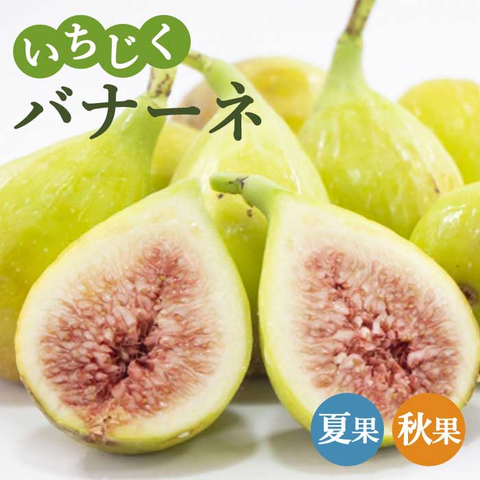 イチジク いちじく バナーネ 15cmポット 無花果 果樹 苗 くだもの