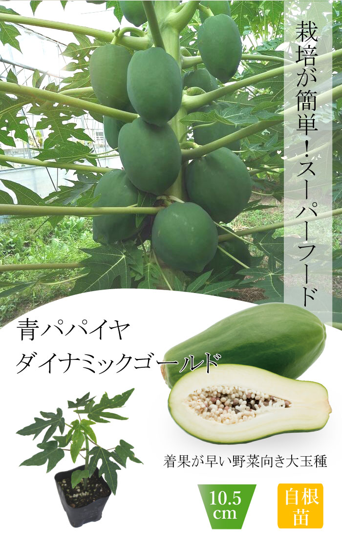 青パパイヤ 苗 ダイナミックゴールド 10.5cmポット 野菜 パパイヤ