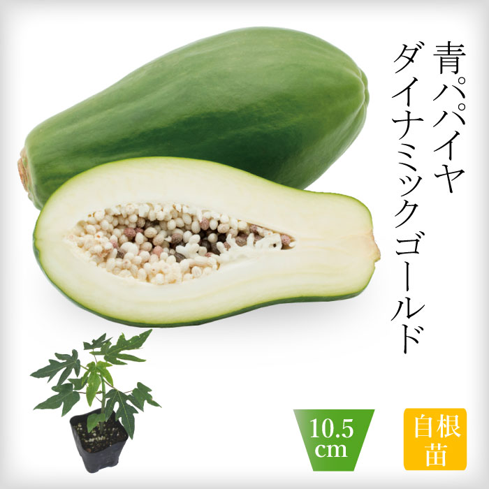 青パパイヤ 苗 ダイナミックゴールド 10.5cmポット 野菜 パパイヤ