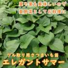 ��ͽ��������� �� �ĥ����� ���Ĥޤ��� �ݥå��� ���쥬��ȥ��ޡ� 9����ݥå��� ���ĥޥ��� �䤵�� �����ڱ� �����ǥ˥󥰡ڣ����Ⱦ���缡ȯ����