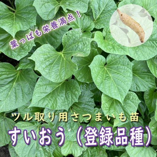 予約・早割】野菜 苗 ツル取り用 さつまいも ポット苗 すいおう （登録