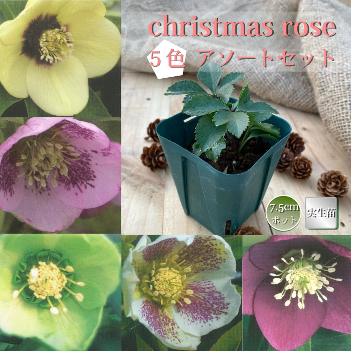 クリスマスローズ苗　5苗価格 10月上旬より発送・早割】クリスマスローズ 苗 5色 アソートセット 7.5