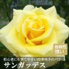 �Х� �� ���󥬥åǥ�  ��Ƥ䤹�� �͵��餭 12����ݥå� 2ǯ������ ���� ���� �� ������ SunGoddess