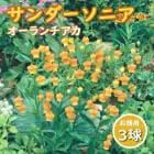 ����������˥� ������������ �庬 �� ������ ��3�� �տ��� sandersonia aurantiaca �֤�����