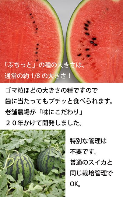 予約・早割】接木 野菜 苗 すいか ぷちっと 9cmポット 赤中玉 スイカ