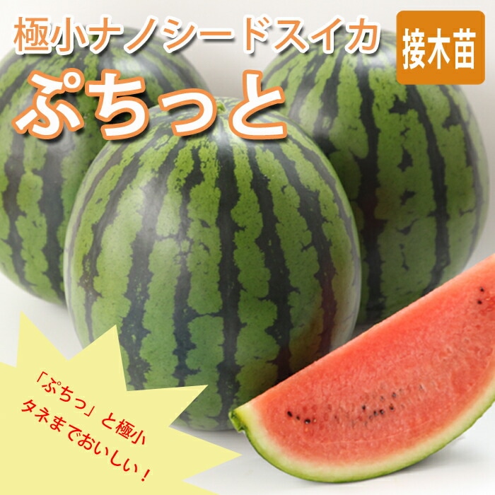 予約・早割】接木 野菜 苗 すいか ぷちっと 9cmポット 赤中玉 スイカ