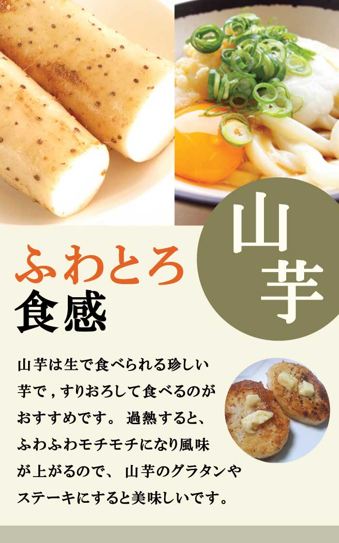 短形 自然薯 種球根 2本 じねんじょ ジネンジョ 山芋 ヤマイモ