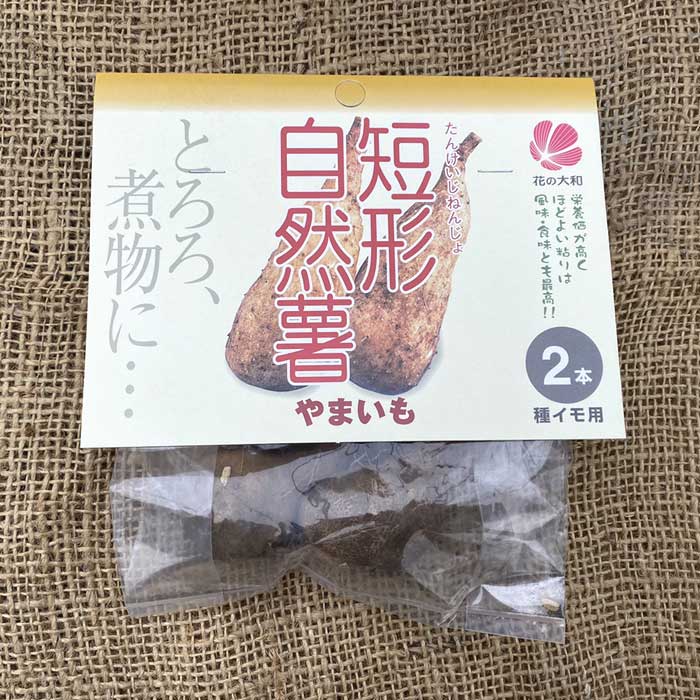 短形 自然薯 種球根 2本 じねんじょ ジネンジョ 山芋 ヤマイモ