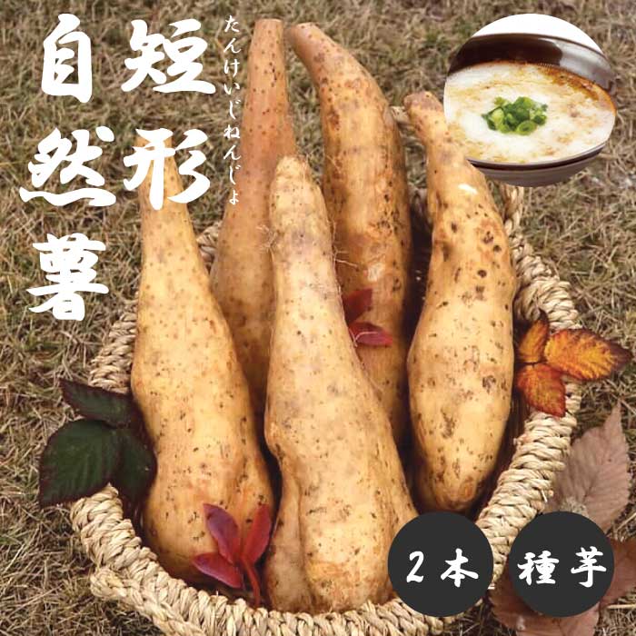 短形 自然薯 種球根 2本 じねんじょ ジネンジョ 山芋 ヤマイモ