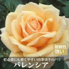 �Х� �� �Х�󥷥�  ��Ƥ䤹�� �ӥ��ʡ��� �͵��餭 12����ݥå� 2ǯ������ ���� �����ǥ� �� ������ Valencia 