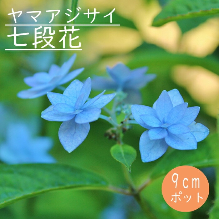 予約】ヤマアジサイ 七段花 ( しちだんか ) 苗 山アジサイ 9cmポット