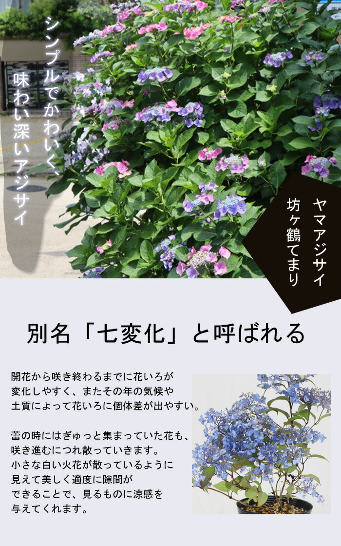 ヤマアジサイ 苗 坊ヶ鶴てまり ( ぼうがつるてまり ) 9cmロング