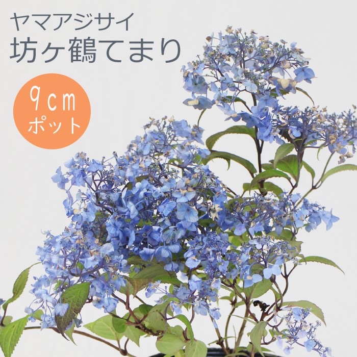 ヤマアジサイ 苗 坊ヶ鶴てまり ( ぼうがつるてまり ) 9cmロング