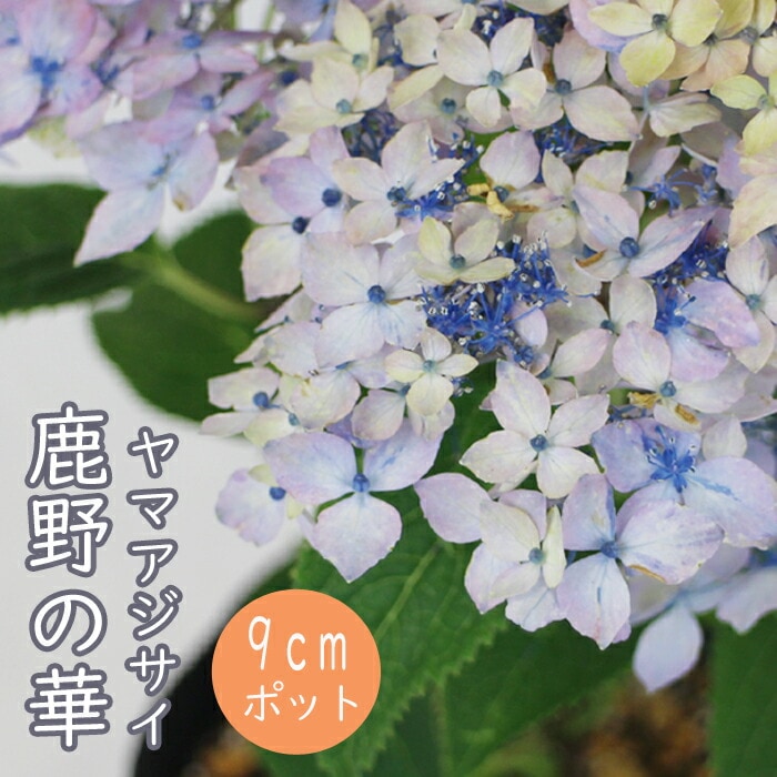 ヤマアジサイ 苗 鹿野の華 ( かののはな ) 9cmロングポット 山