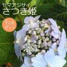 ��ͽ��ۥ�ޥ������� ���Ĥ�ɱ ( ���Ĥ��Ҥ� ) �� ����������  9����ݥå��� ���۲� �������� ���ڡڣ����Ⱦ���缡ȯ����