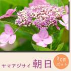 ��ͽ��ۥ�ޥ������� ī�� ( ������ ) �� ����������  9����ݥå��� ���۲� �������� ���ڡڣ����Ⱦ���缡ȯ����