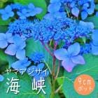 ͽۥޥ  ( 礦 )    9ݥå ۲  ڡڣ沼ܤ缡ȯ