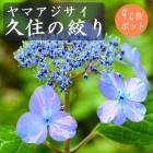 ͽۥޥ ׽ιʤ ( 夦Τܤ )     9ݥå ۲  ڡڣ沼ܤ缡ȯ