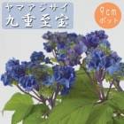 ͽۥޥ Ż ( Τۤ )     9ݥå ۲  ڡڣ沼ܤ缡ȯ