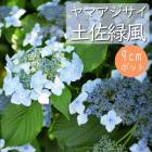 ͽۥޥ ں ( Ȥ礯դ )    9ݥå ۲  ڡڣ沼ܤ缡ȯ