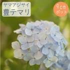 ͽۥޥ ˭ƥޥ ( ȤƤޤ )    9ݥå ۲  ڡڣ沼ܤ缡ȯ