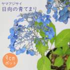 ͽۥޥ ĤƤޤ ( Ҥ夦ΤƤޤ )    9ݥå ۲  ڡڣ沼ܤ缡ȯ