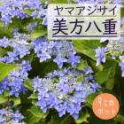 ͽۥޥ Ȭ ( ߤ䤨 )    9ݥå ۲  ڡڣ沼ܤ缡ȯ