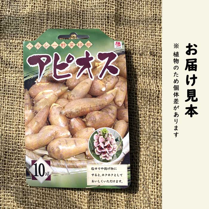 アピオス 10球 種芋 種球根 家庭菜園 ほど芋 アメリカほど芋 山菜 野菜