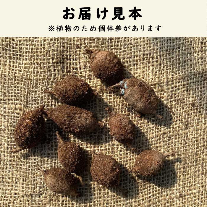アピオス 10球 種芋 種球根 家庭菜園 ほど芋 アメリカほど芋 山菜 野菜