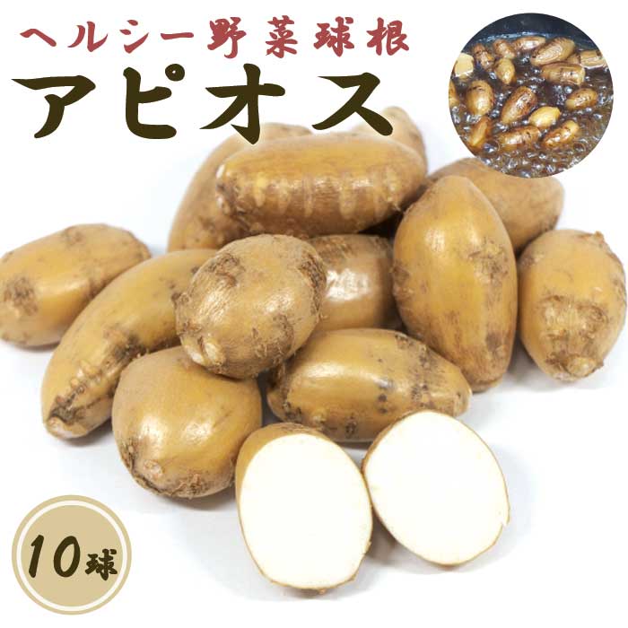 アピオス 10球 種芋 種球根 家庭菜園 ほど芋 アメリカほど芋 山菜 野菜